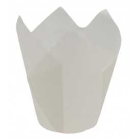 CHESE TULIP ALBE 175/50 /200 12/BX